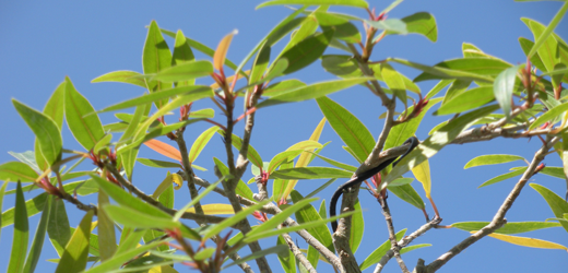 Ficus nerifolia