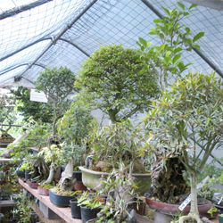 Outdoor bonsai house in summer