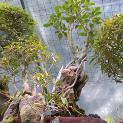 Green Island Ficus Bonsai