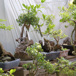Bonsai in training