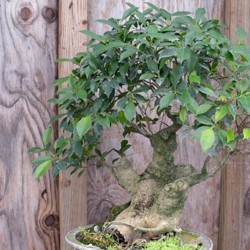 A very old Ficus bonsai