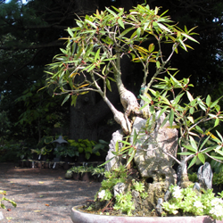 Threadleaf (nerifolia) Ficus growing over rock