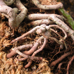 Exposed roots