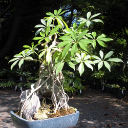 Arboricola schefflera bonsai over rock