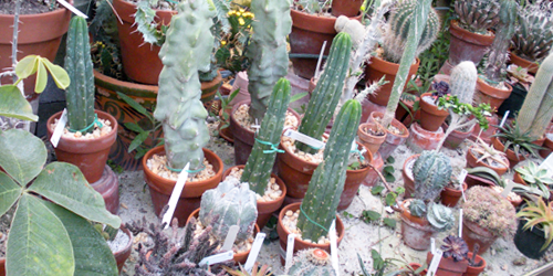 greenhouse cacti