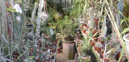 Cacti in the Greenhouse