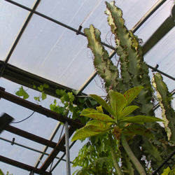The colorful Mozambique Death Tree and a Euphorbia reaching for the ceiling