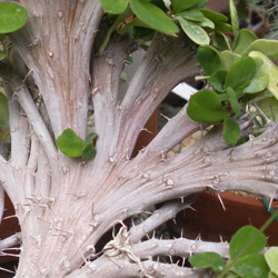 Crested crown of thorns