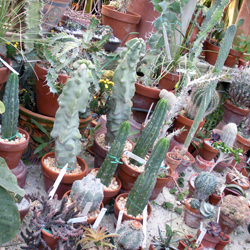 Cacti