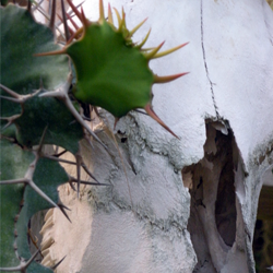 Euphorbia and Cow Skull