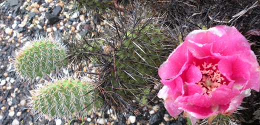 Hardy Cacti