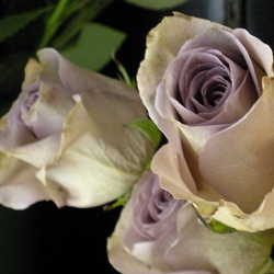 Roses, 'Amnesia'