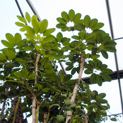 Schefflera