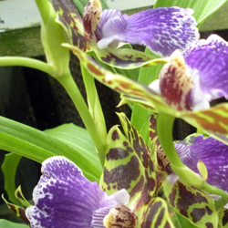 Zygopetalum tropicalis 'Jumpin' Jack'
