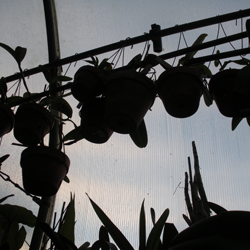 Orchids in Our Greenhouse