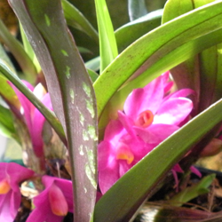Dendrobium laevifolium x Dendrobium sib