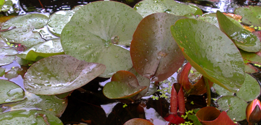 Water Lillies