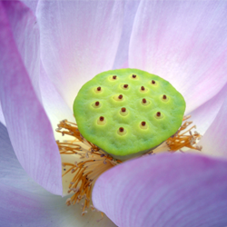 Hardy Lotus