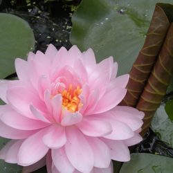 Thousand-Petal Lilly