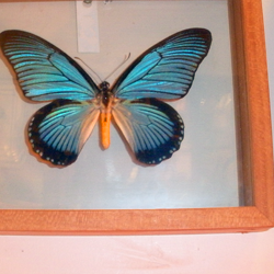 Ethically collected insect specimens