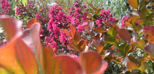 Crepe Myrtles