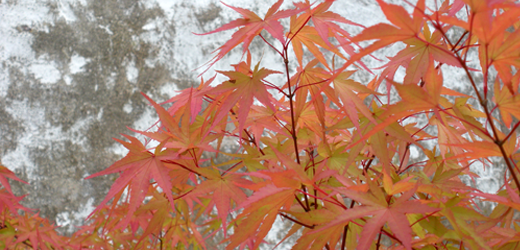 A Japanese Maple showing some fall color