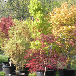 A few of our many Japanese Maples