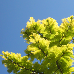 Golden Sequoia