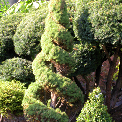 Topiary