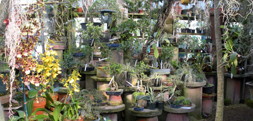 Greenhouse Bonsai and Orchids