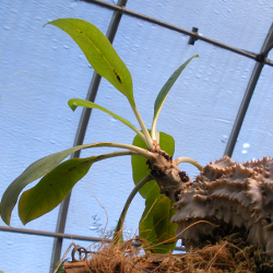 Myrmecodia (the Ant Plant)