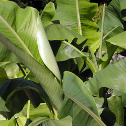 Hardy Bananas