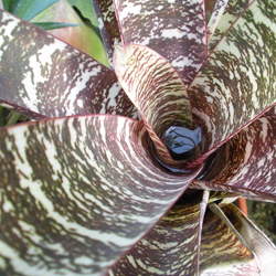 Fireball Bromeliad