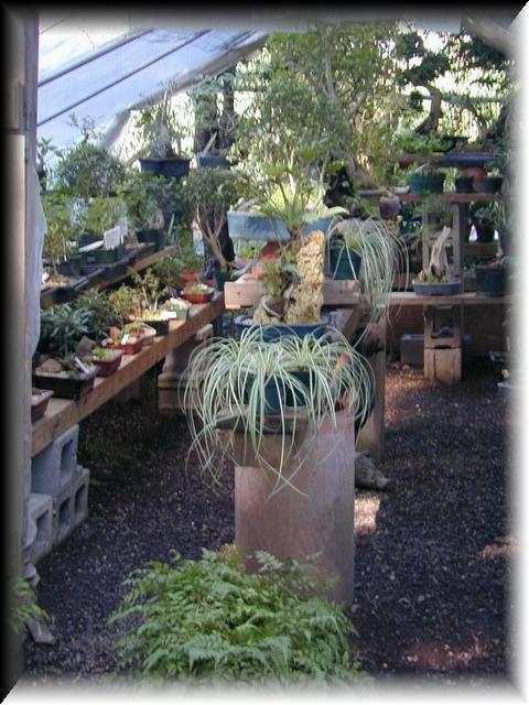 Bonsai growing area