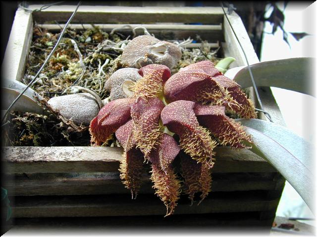 Bulbophyllum 1