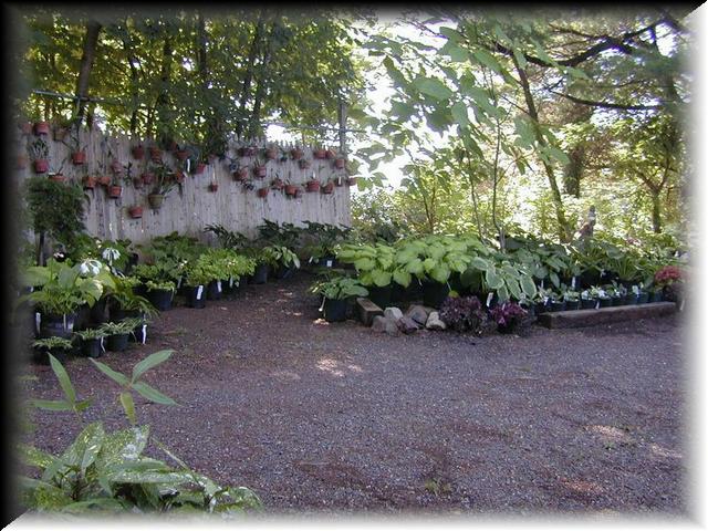 Hosta Garden 1