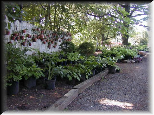 Hosta Garden 2