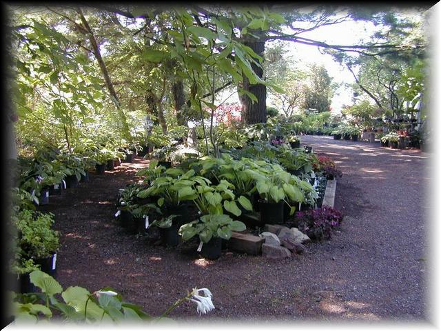 Hosta Garden 3