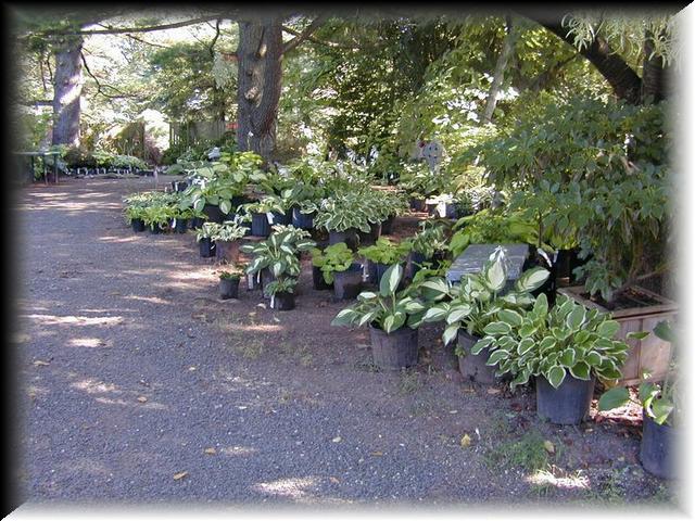 Hosta Garden 4