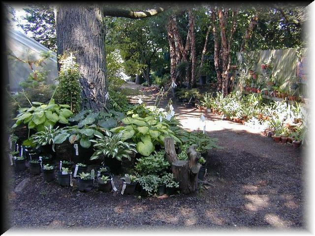 Hosta Garden 5