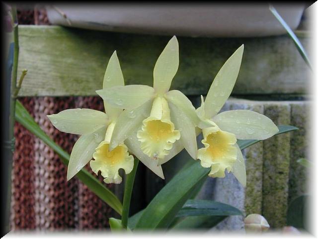 Laelia X Cattleya