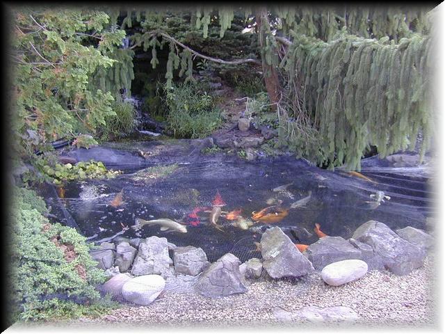 Large Koi Pond