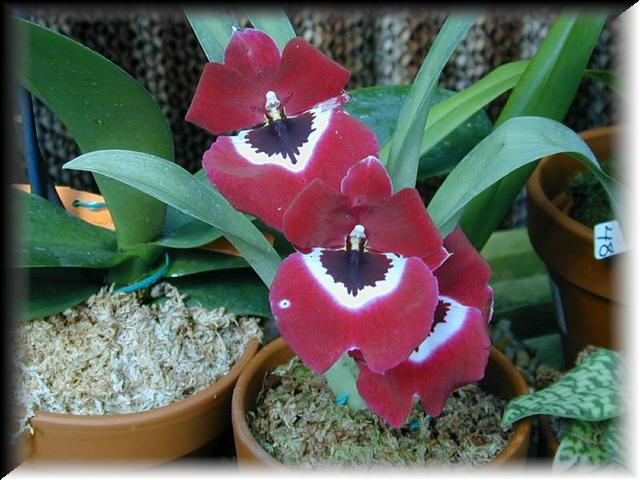 Miltonia