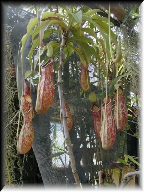 Nepenthes