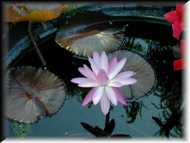 Night Blooming Water Lily