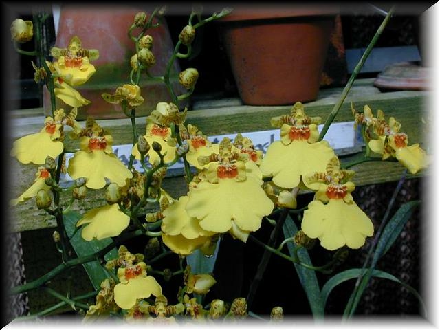 Oncidium 2
