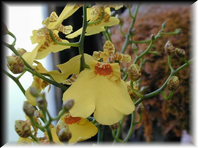 Oncidium