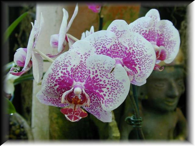 Phalanopsis Hybrid