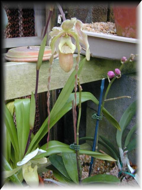 Phragmepedium Longifolium X Perceii