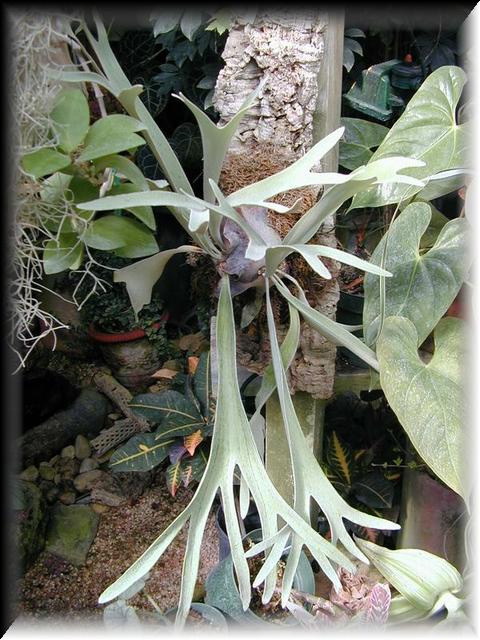 Staghorn Fern